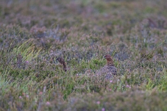 David Plant Photography - Wildlife Photography - Red grouse - AD