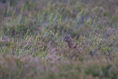 David Plant Photography - Wildlife Photography - Red grouse - AE