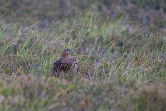David Plant Photography - Wildlife Photography - Red grouse - AF