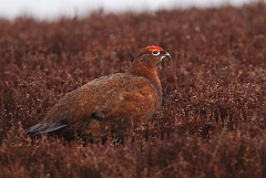 David Plant Photography - Wildlife Photography - Red grouse - B