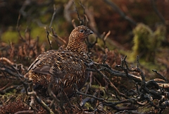David Plant Photography - Wildlife Photography - Red grouse - C