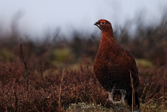 David Plant Photography - Wildlife Photography - Red grouse - D