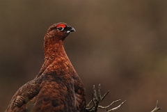 David Plant Photography - Wildlife Photography - Red grouse - E