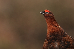 David Plant Photography - Wildlife Photography - Red grouse - F
