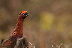 David Plant Photography - Wildlife Photography - Red grouse - G