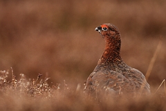 David Plant Photography - Wildlife Photography - Red grouse - H