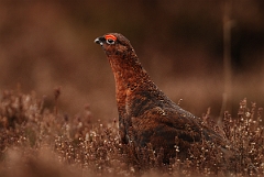 David Plant Photography - Wildlife Photography - Red grouse - I