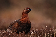 David Plant Photography - Wildlife Photography - Red grouse - J