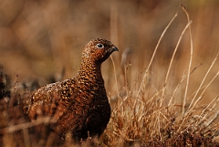 David Plant Photography - Wildlife Photography - Red grouse - K