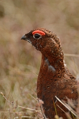 David Plant Photography - Wildlife Photography - Red grouse - M