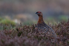 David Plant Photography - Wildlife Photography - Red grouse - O