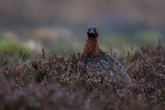 David Plant Photography - Wildlife Photography - Red grouse - P