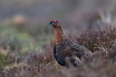 David Plant Photography - Wildlife Photography - Red grouse - Q
