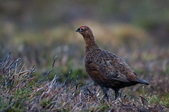 David Plant Photography - Wildlife Photography - Red grouse - R