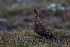 David Plant Photography - Wildlife Photography - Red grouse - S