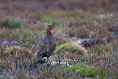 David Plant Photography - Wildlife Photography - Red grouse - U