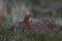 David Plant Photography - Wildlife Photography - Red grouse - V