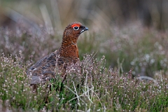David Plant Photography - Wildlife Photography - Red grouse - W