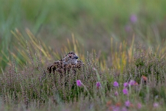 David Plant Photography - Wildlife Photography - Red grouse - X