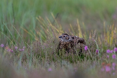 David Plant Photography - Wildlife Photography - Red grouse - Y
