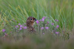David Plant Photography - Wildlife Photography - Red grouse - Z