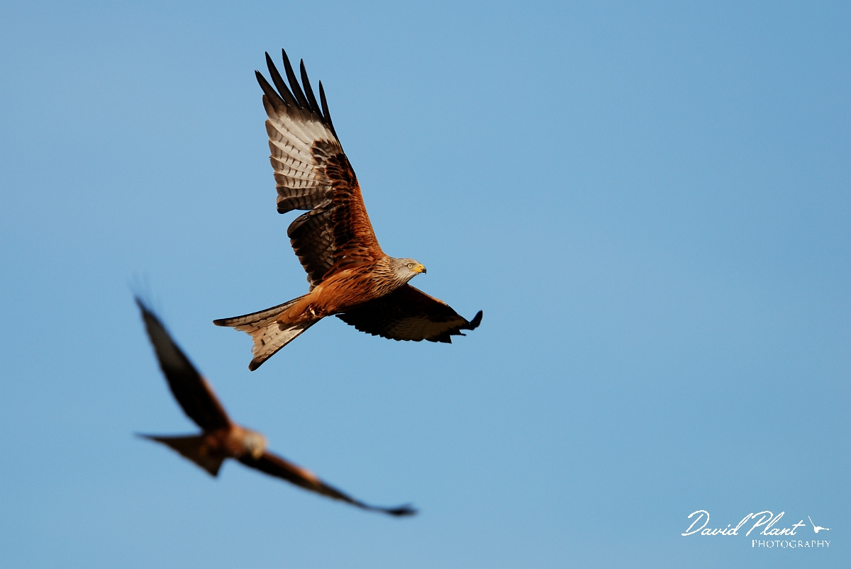 David Plant Photography - Wildlife Photography - Red kite - A.jpg - Red kites in flight - Powys