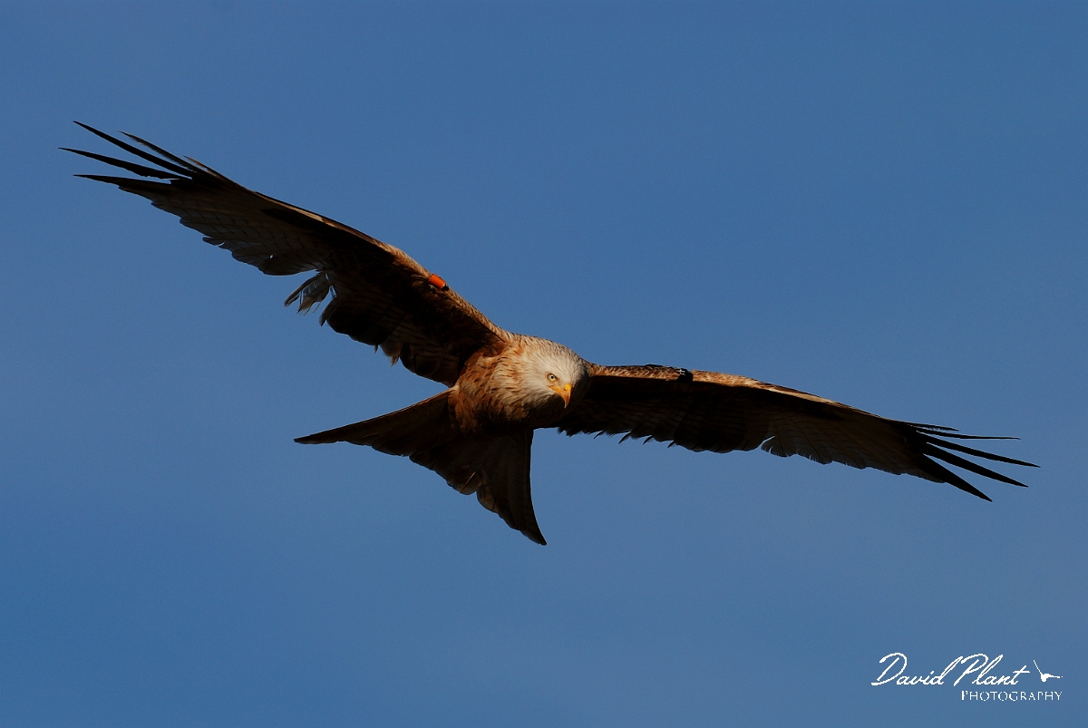 David Plant Photography - Wildlife Photography - Red kite - C.jpg - Red kite leucistic form in flight - Powys
