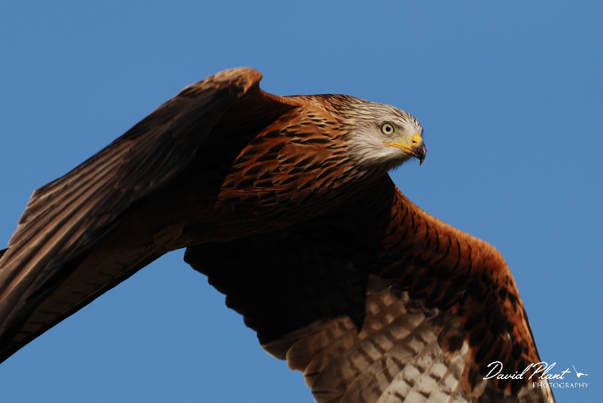 David Plant Photography - Wildlife Photography - Red kite - D.jpg - Red kite head - Powys