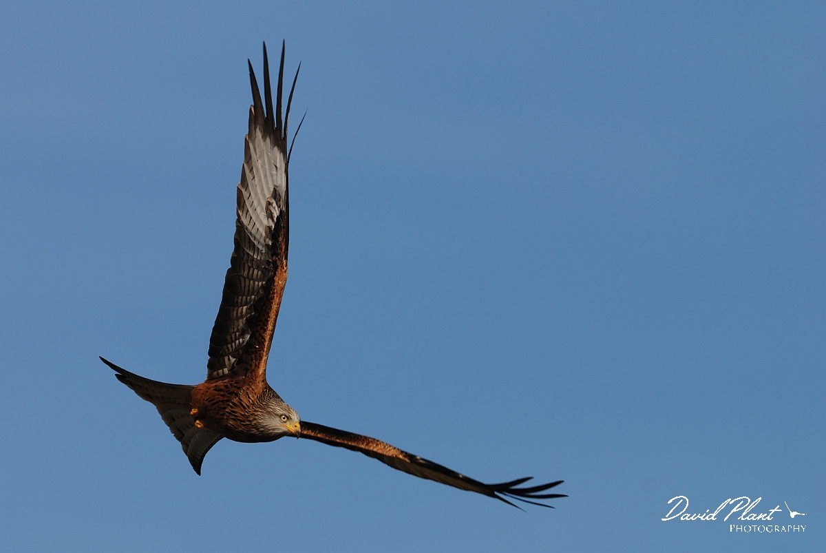 David Plant Photography - Wildlife Photography - Red kite - E.jpg - Red kite turning in flight - Powys