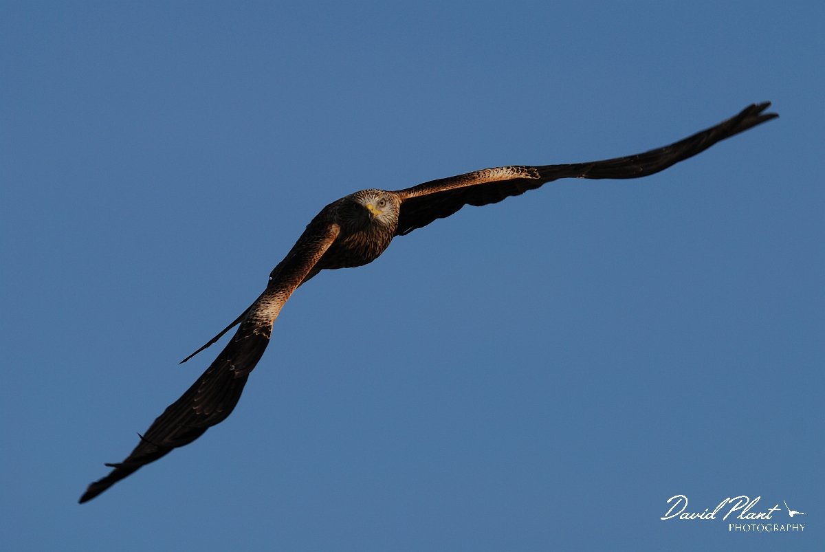 David Plant Photography - Wildlife Photography - Red kite - F.jpg - Red kite flying towards camera - Powys
