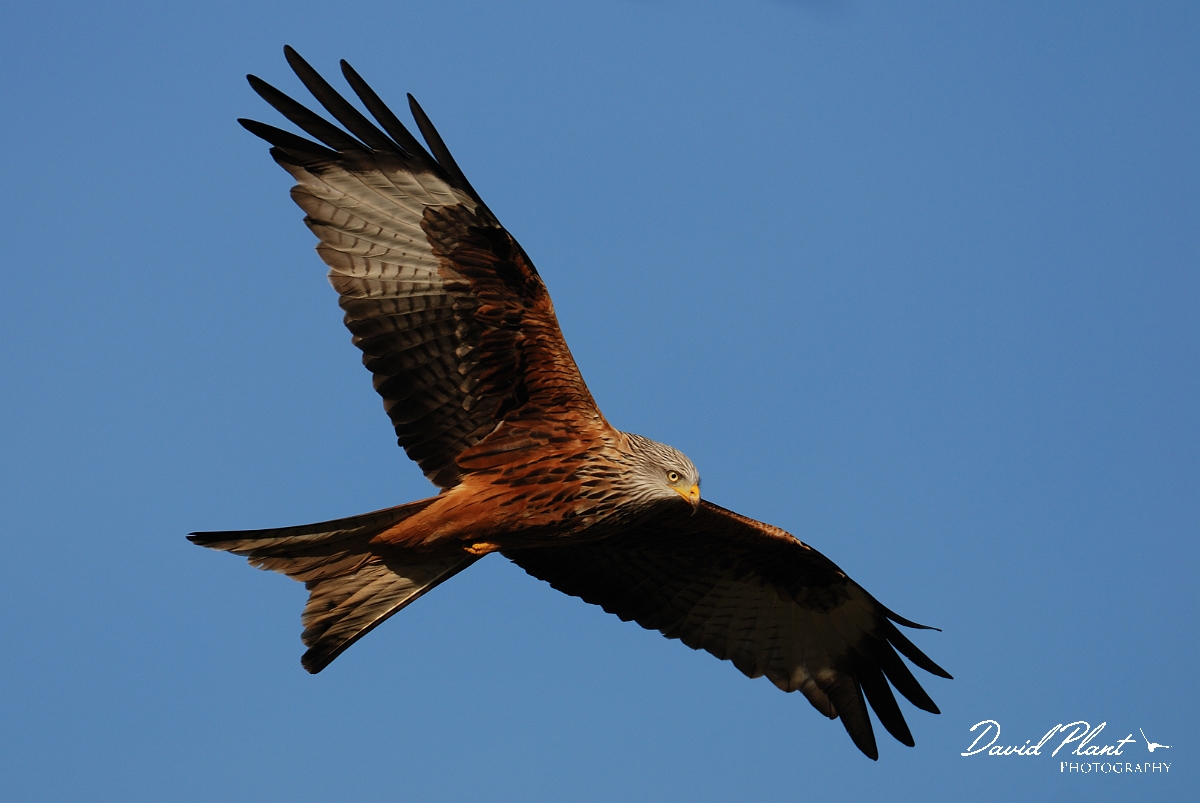 David Plant Photography - Wildlife Photography - Red kite - G.jpg - Red kite in flight - Powys