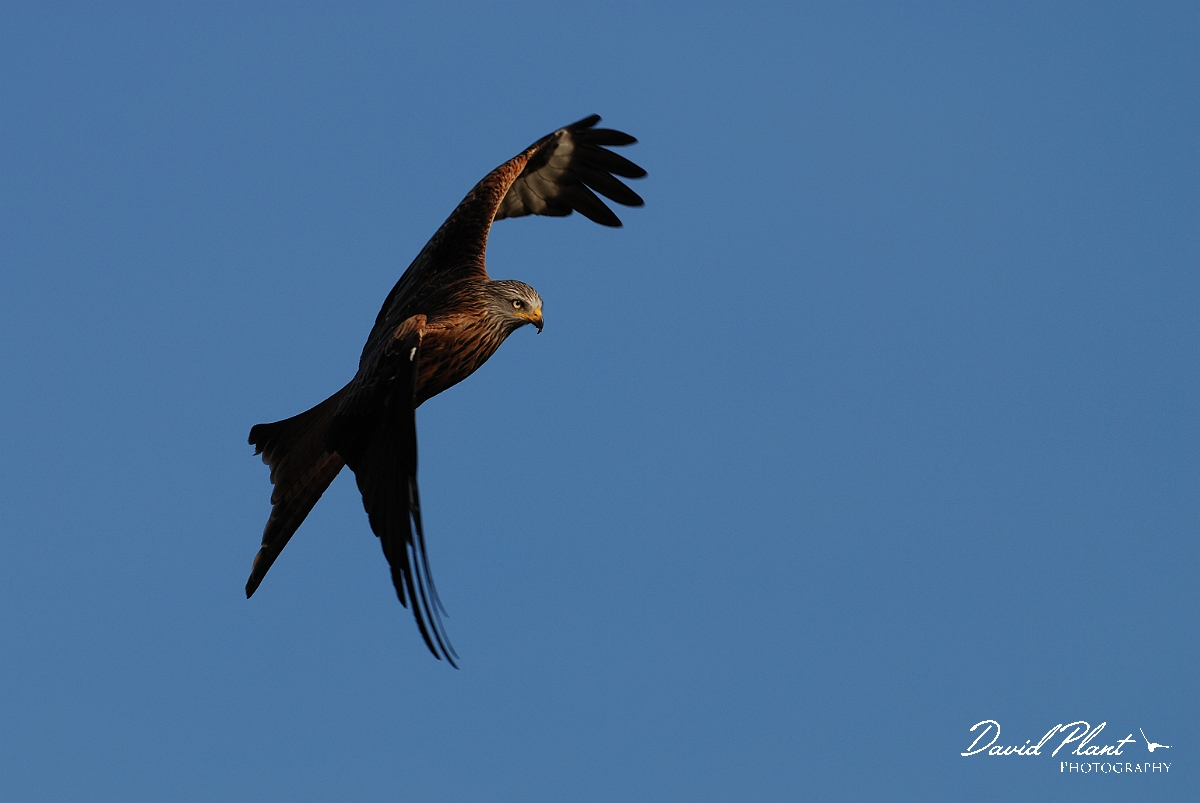 David Plant Photography - Wildlife Photography - Red kite - H.jpg - Red kite twisting in flight - Powys