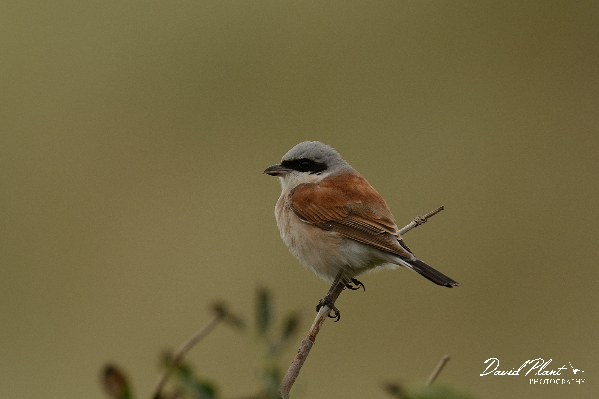 David Plant Photography - Wildlife Photography - Red-backed shrike - E.jpg - Red-backed shrike, male - Norfolk