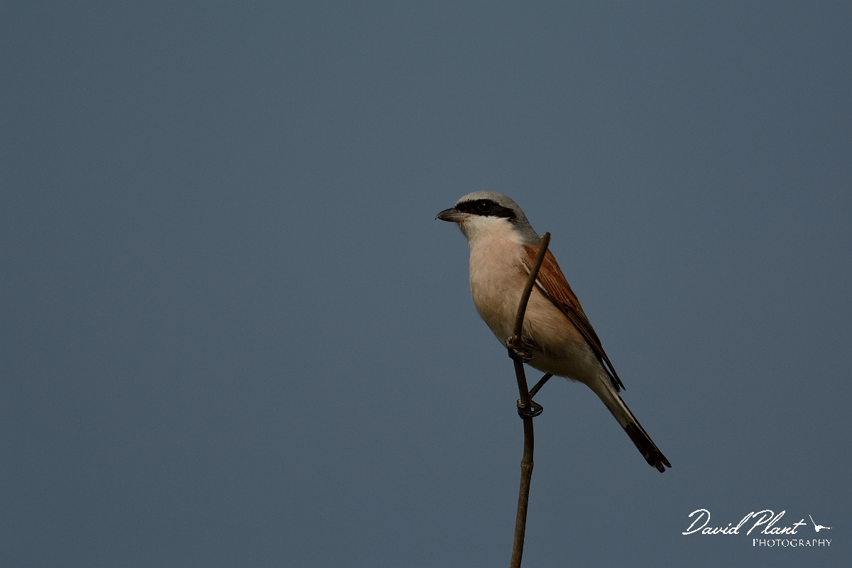 David Plant Photography - Wildlife Photography - Red-backed shrike - G.jpg - Red-backed shrike, male on stick - Norfolk