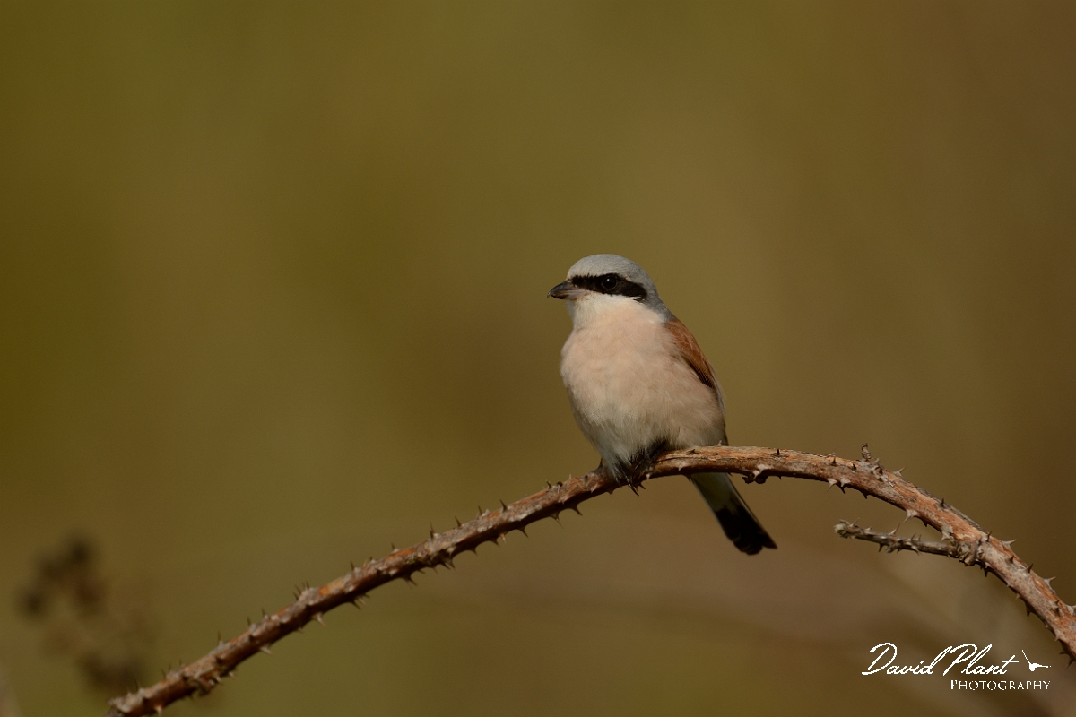 David Plant Photography - Wildlife Photography - Red-backed shrike - H.jpg - Red-backed shrike, male on bramble arch - Norfolk
