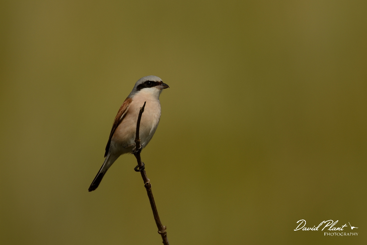 David Plant Photography - Wildlife Photography - Red-backed shrike - I.jpg - Red-backed shrike, male on stick - Norfolk