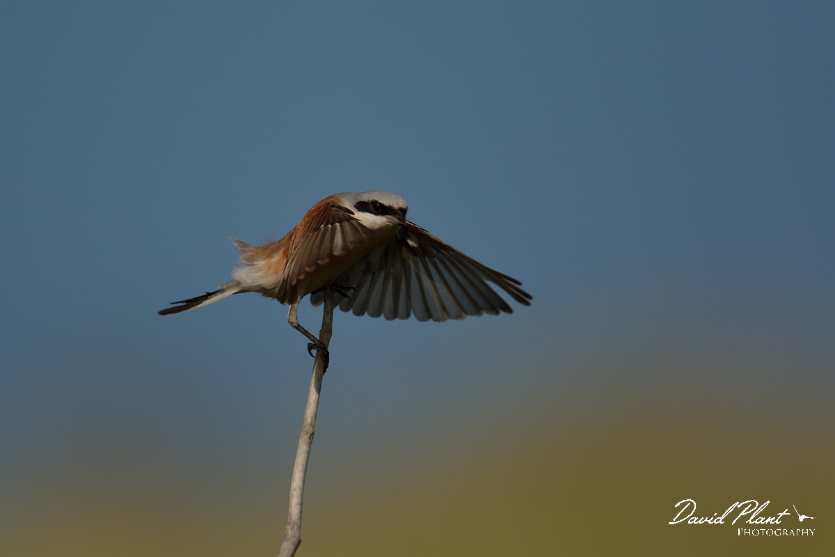 David Plant Photography - Wildlife Photography - Red-backed shrike - J.jpg - Red-backed shrike, male with wings spread - Norfolk