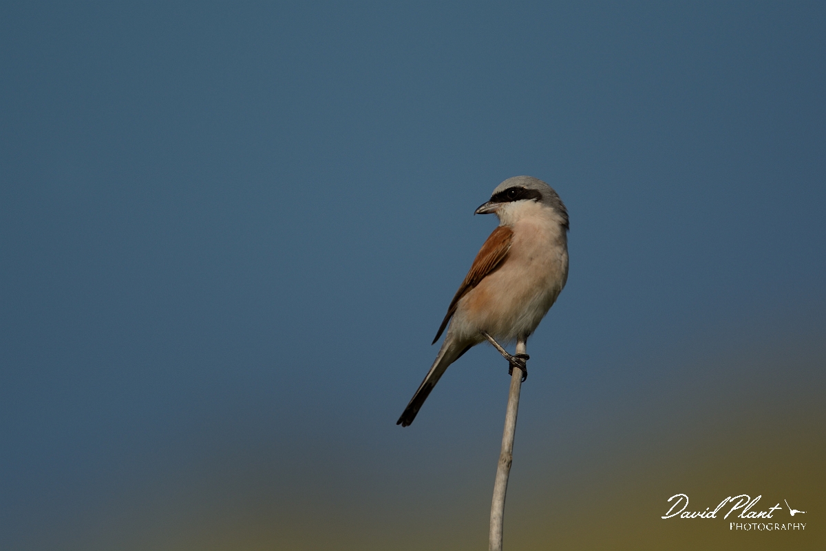 David Plant Photography - Wildlife Photography - Red-backed shrike - K.jpg - Red-backed shrike, male looking back - Norfolk