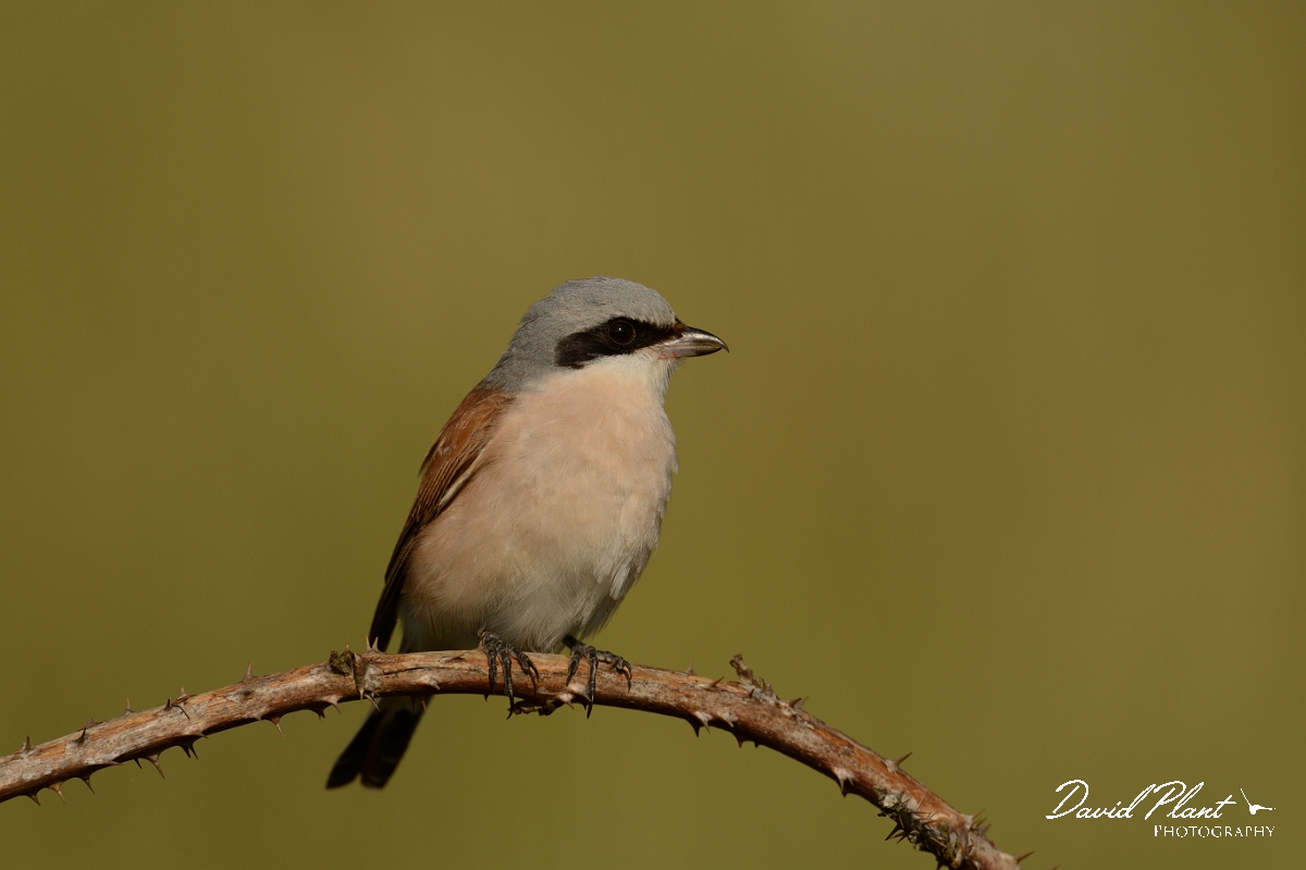 David Plant Photography - Wildlife Photography - Red-backed shrike - N.jpg - Red-backed shrike, male on bramble arch - Norfolk