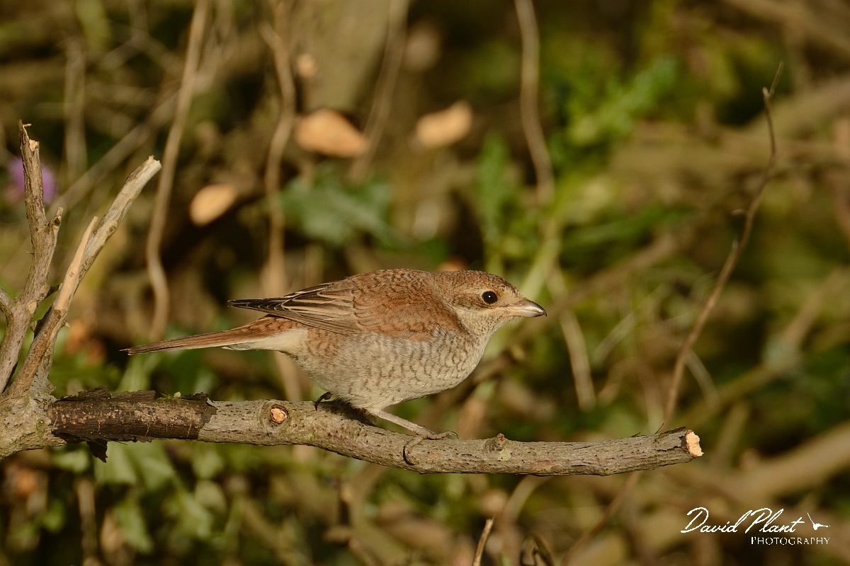 David Plant Photography - Wildlife Photography - Red-backed shrike - Q.jpg - Red-backed shrike 1st winter on branch- Suffolk