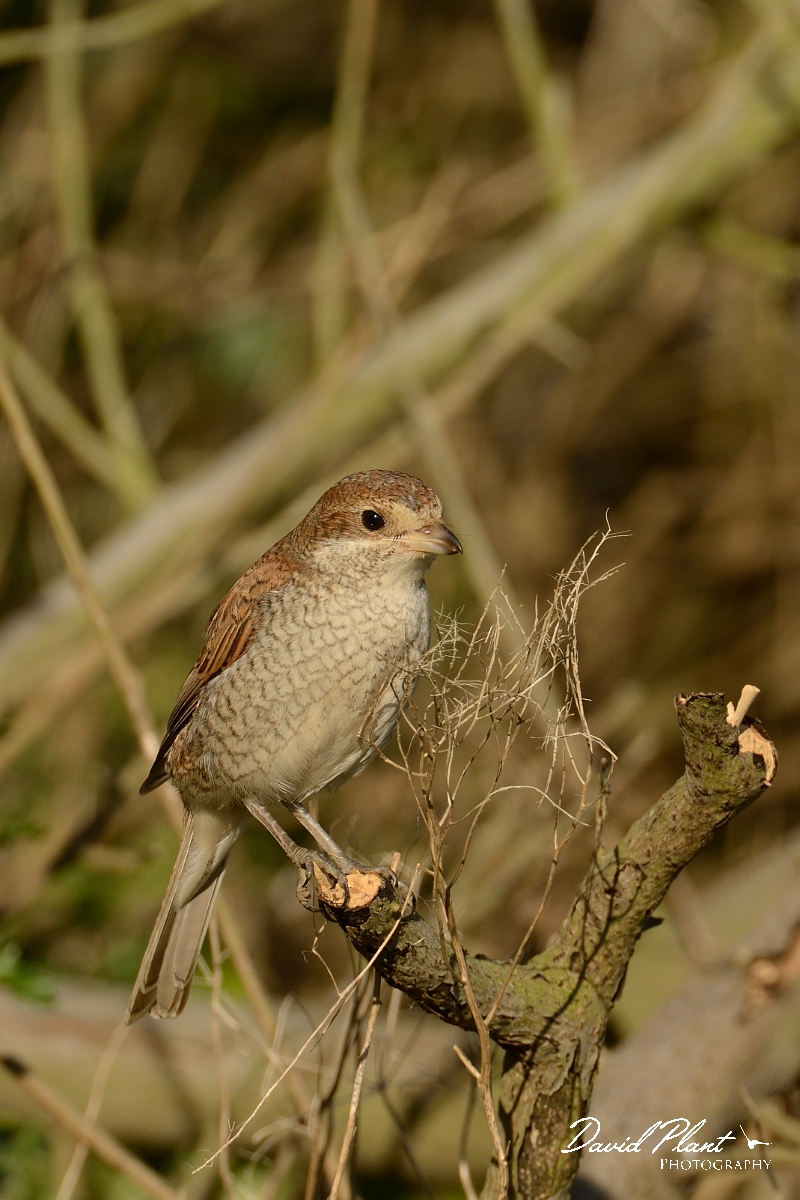 David Plant Photography - Wildlife Photography - Red-backed shrike - S.jpg - Red-backed shrike 1st winter - Suffolk