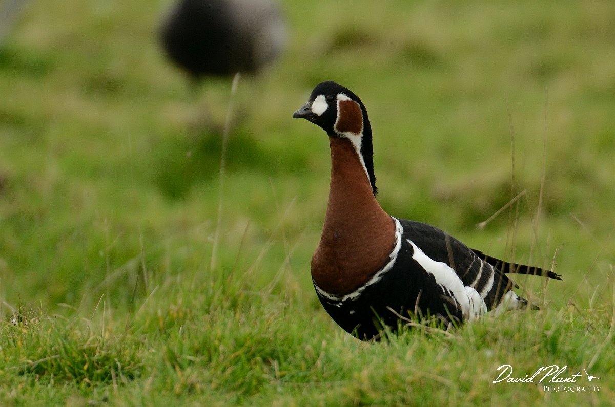 David Plant Photography - Wildlife Photography - Red-breasted goose - A.jpg - Red-breasted goose - Hampshire