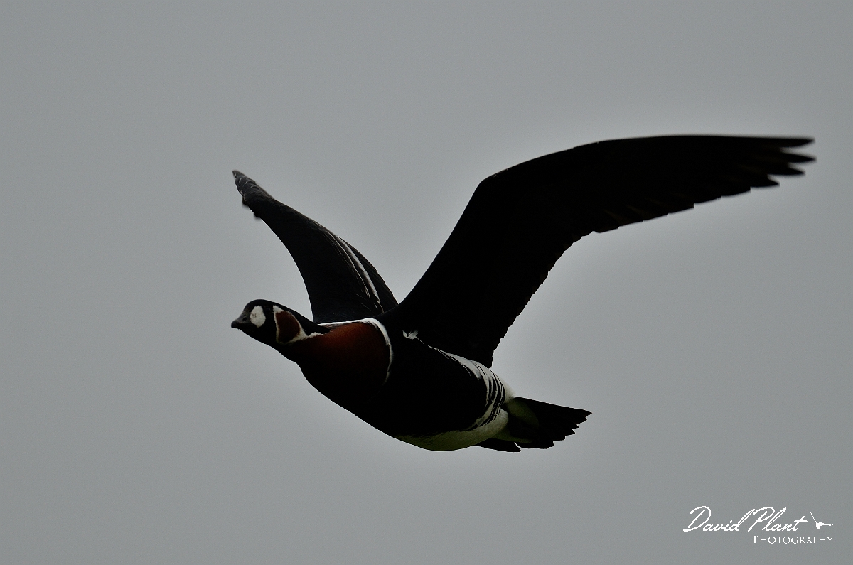 David Plant Photography - Wildlife Photography - Red-breasted goose - B.jpg - Red-breasted goose in flight - Hampshire