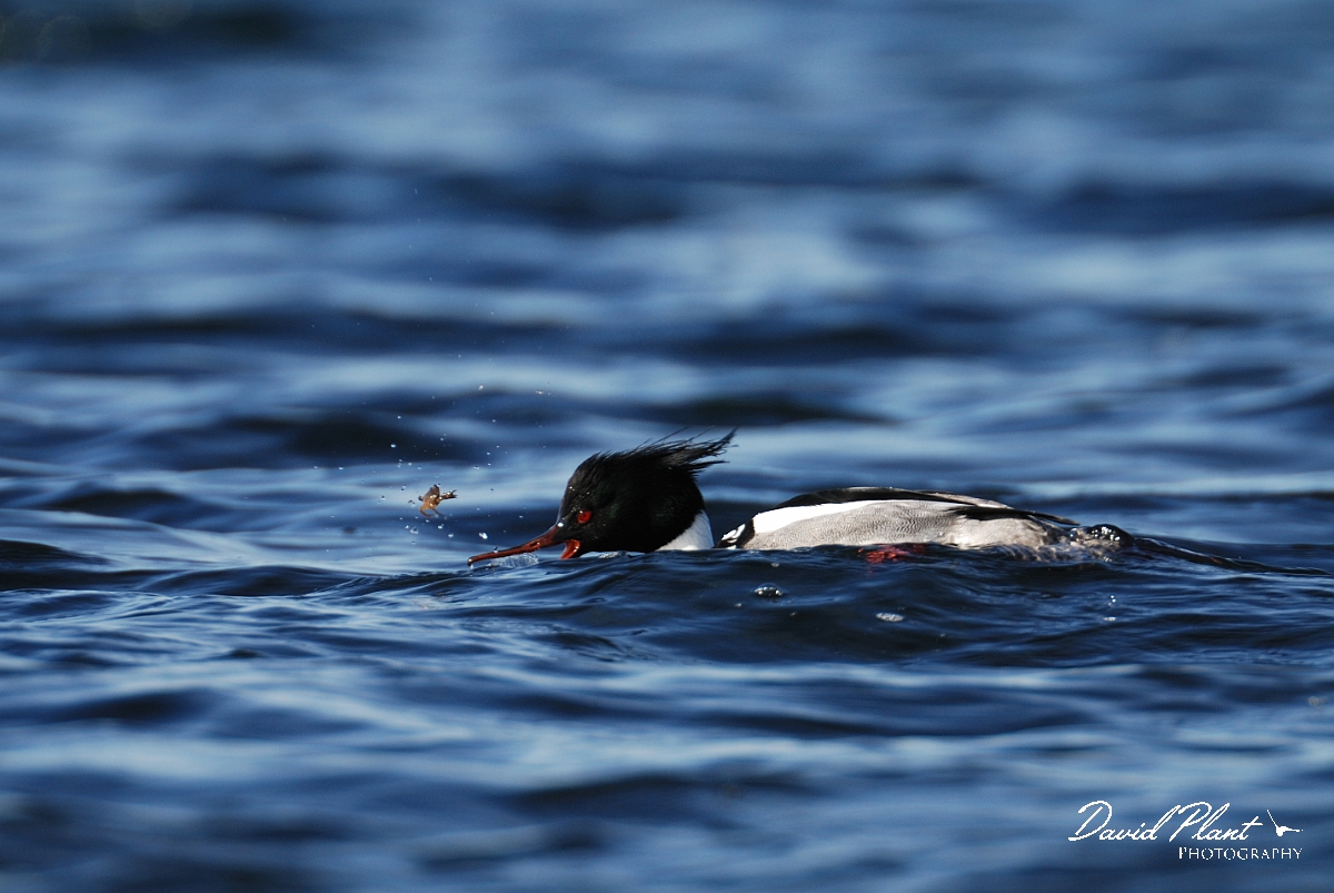 David Plant Photography - Wildlife Photography - Red-breasted merganser - A.jpg - Red-breasted merganser feeding - Dorset