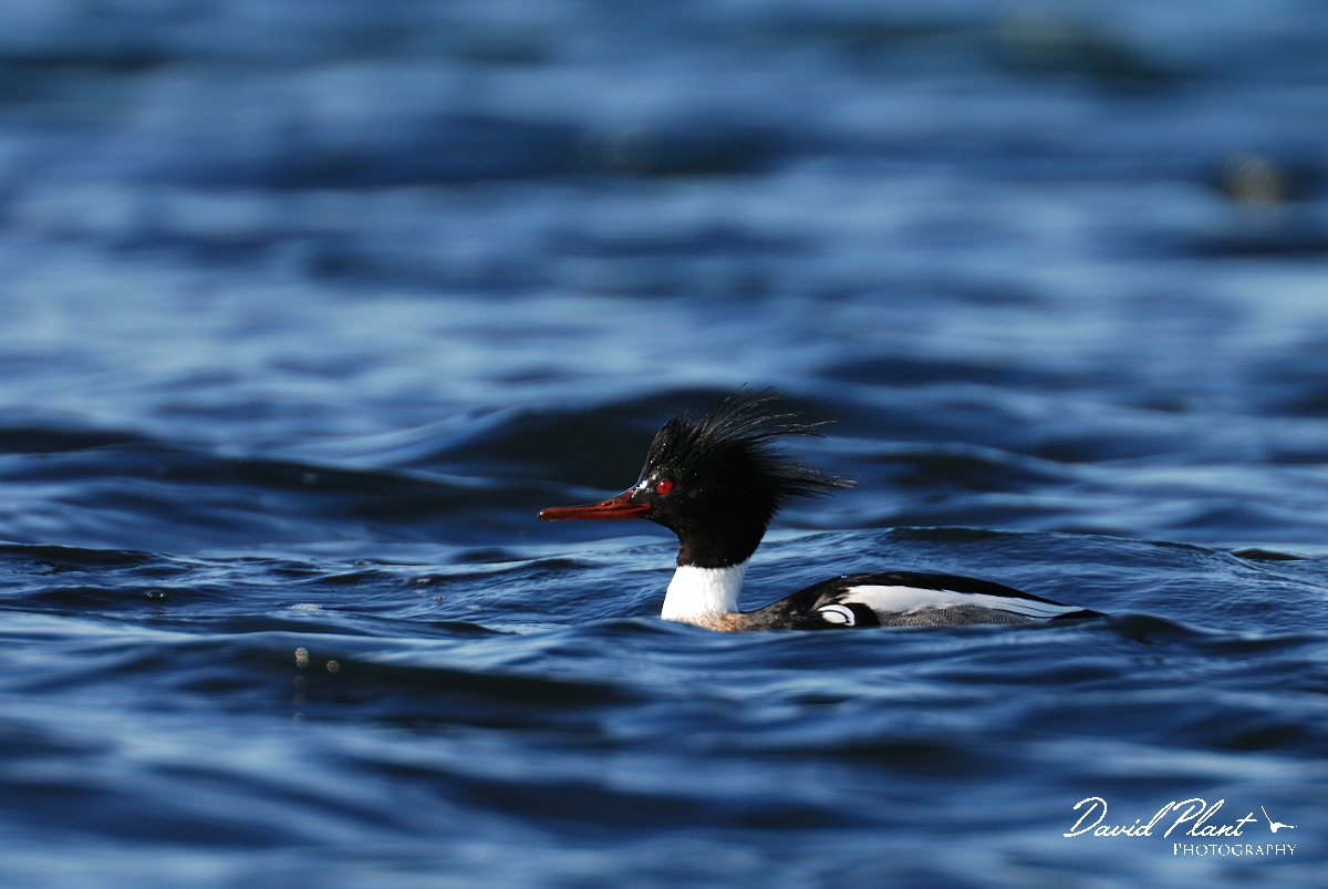David Plant Photography - Wildlife Photography - Red-breasted merganser - B.jpg - Red-breasted merganser - Dorset
