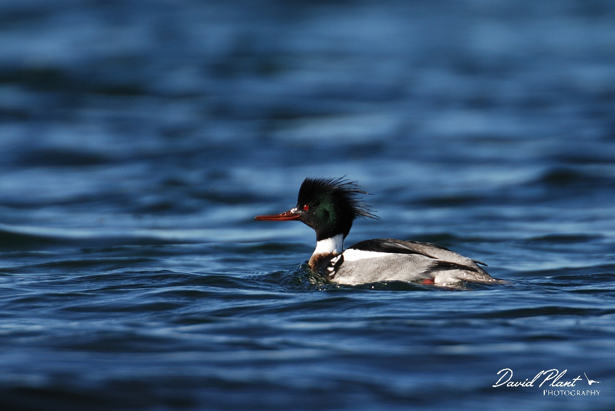 David Plant Photography - Wildlife Photography - Red-breasted merganser - C.jpg - Red-breasted merganser - Dorset