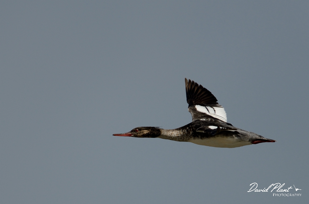 David Plant Photography - Wildlife Photography - Red-breasted merganser - D.jpg - Red-breasted merganser in flight - Anglesey
