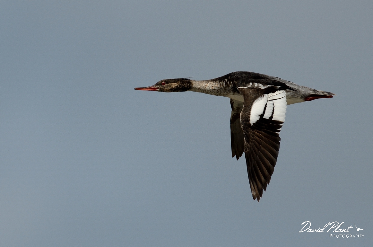 David Plant Photography - Wildlife Photography - Red-breasted merganser - E.jpg - Red-breasted merganser in flight - Anglesey