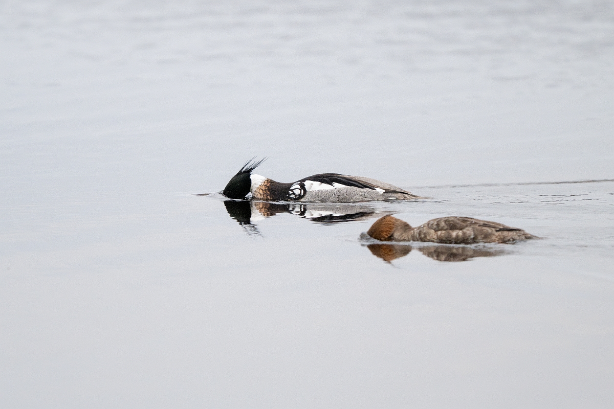 David Plant Photography - Wildlife Photography - Red-breasted merganser - F.jpg - Red-breasted merganser - Highland