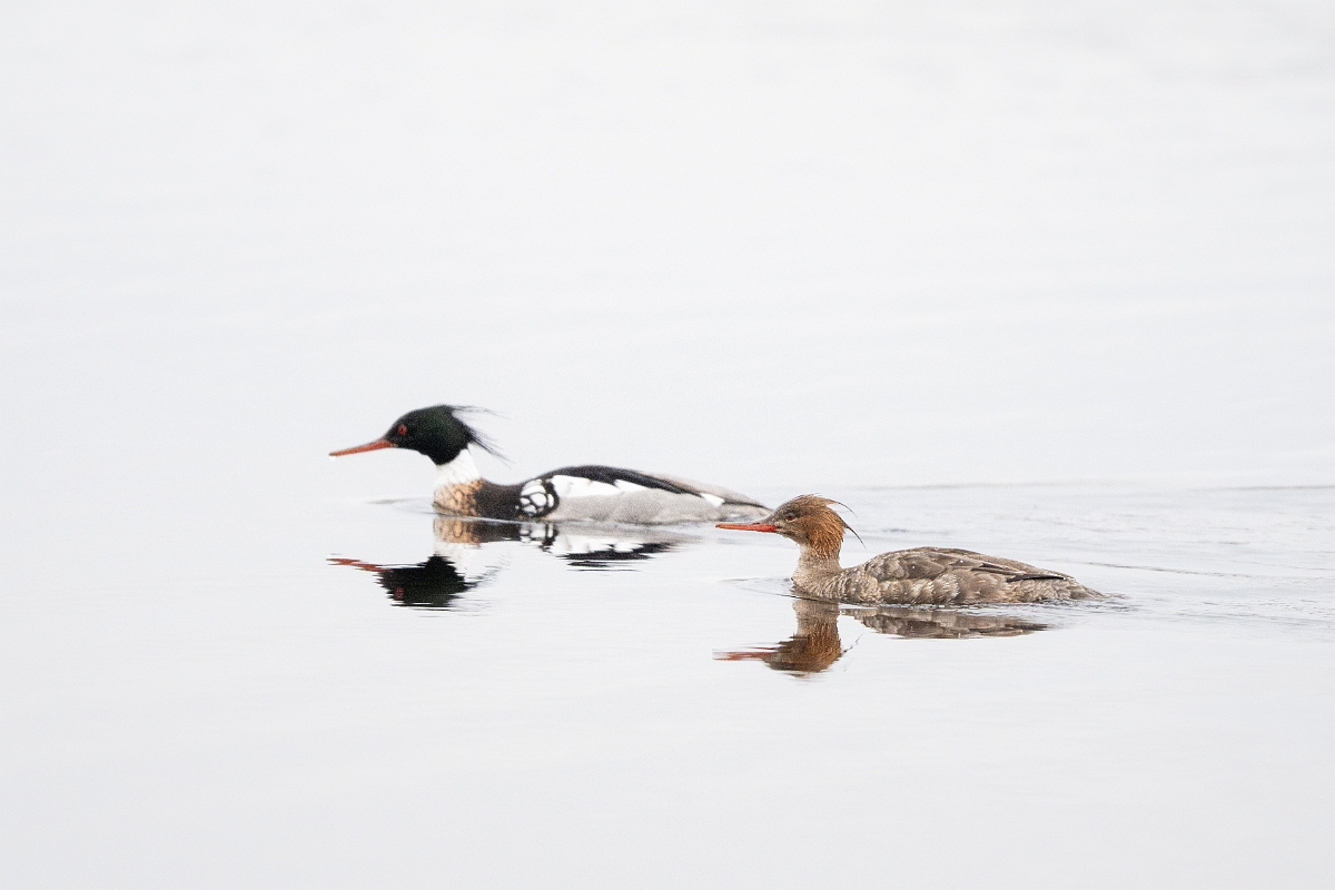 David Plant Photography - Wildlife Photography - Red-breasted merganser - G.jpg - Red-breasted merganser - Highland